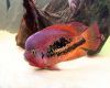 Аквариумная рыба Двухполосая краснопятнистая цихлазома