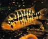Аквариумная рыба Мотагуанская цихлазома