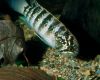 Аквариумная рыба Иванакара зебра