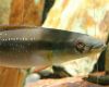 Аквариумная рыба Креницихла мультиспиноза
