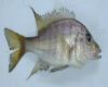 Рыба Alticorpus macrocleithrum