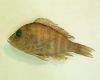 Рыба Alticorpus profundicola