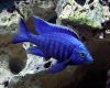 Рыба Копадихромис ацуреус синий