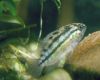 Аквариумная рыба Наннакара зеленая