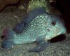 Аквариумная рыба Ретрокулус голубоватый