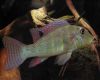 Аквариумная рыба Ретрокулус шингу