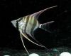 Аквариумная рыба Оринокский альтум