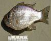 Рыба Diplotaxodon argenteus