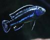 Рыба Коричнево-голубой меланохромис