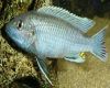 Рыба Меланохромис чешуеядный
