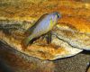 Рыба Ньясахромис микрокефалус