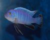 Рыба Желтовато-стальная цинотиляпия аксельрода