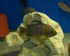 Ктенохромис бентикола в аквариуме