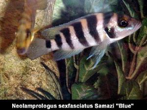 Аквариумная рыба Neolamprologus sexfasciatus "Blue"