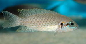 Аквариумная рыба Neolamprologus splendens "Kiku"