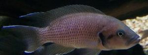 Аквариумная рыба Neolamprologus splendens "Zongwe"