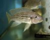 Рыба Неолампрологус тетракантус перламутровый