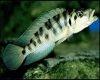 Рыба Полосатый лампрологус 
