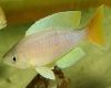 Рыба Циприхромис красочный