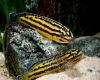 Рыба Юлидохромис регана “Керенге” 
