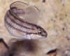 Рыба Зигзагополосый тельматохромис